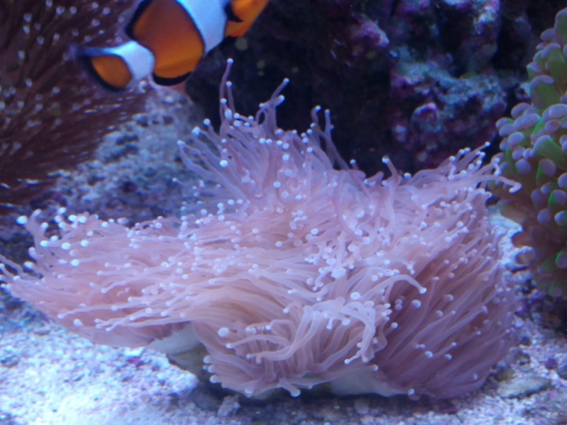 IMG 20150706 214054 (Large)