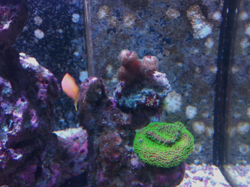 IMG 20150706 214105 (Large)