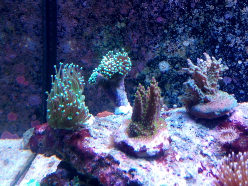 IMG 20150706 214114 (Large)