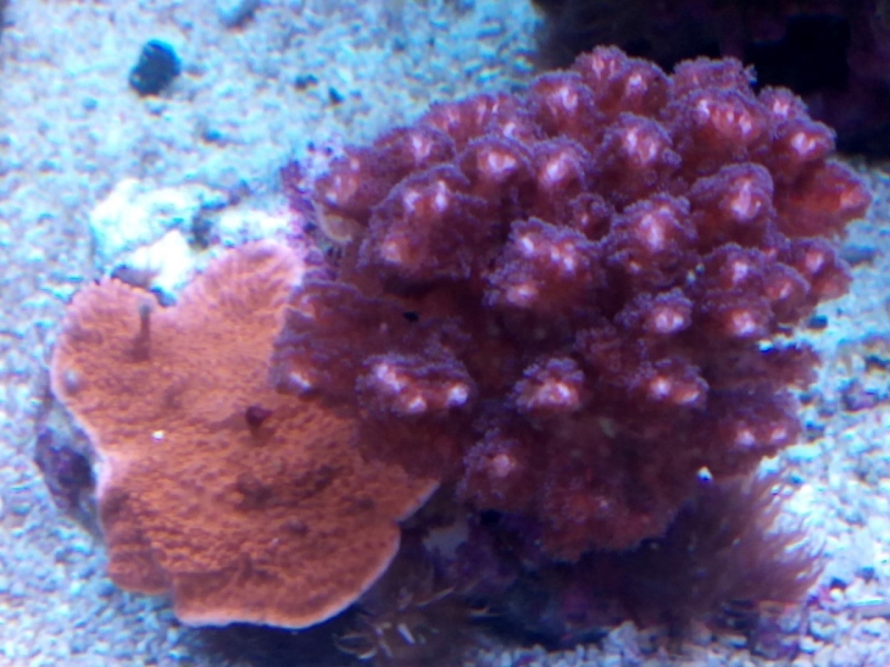 IMG 20150706 214136 (Large)