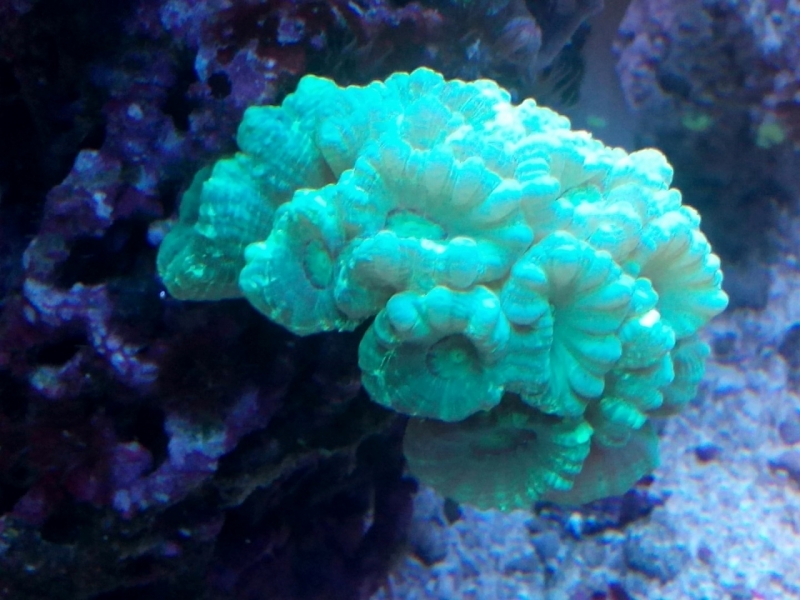 IMG 20150706 214152 (Large)