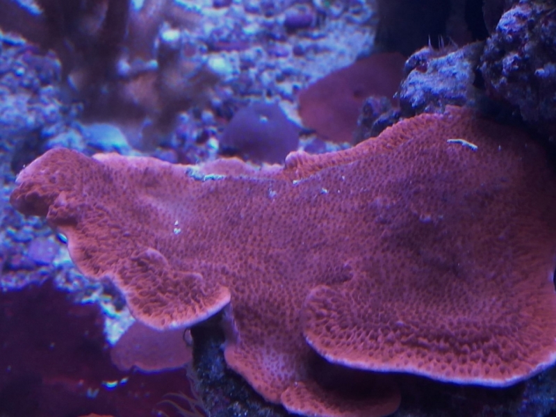 IMG 20150706 214158 (Large)