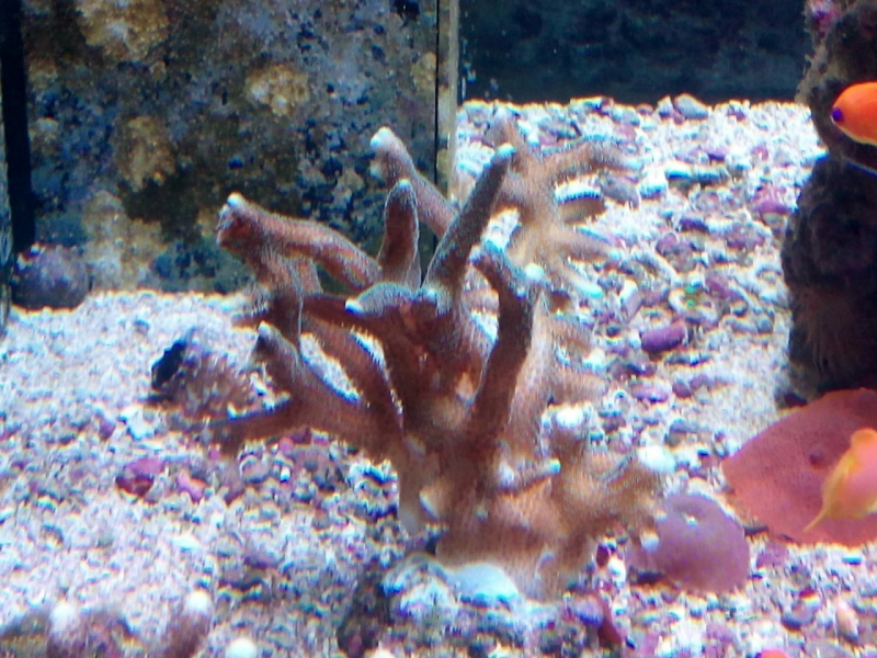 IMG 20150706 214209 (Large)