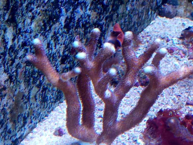 IMG 20150706 214231 (Large)