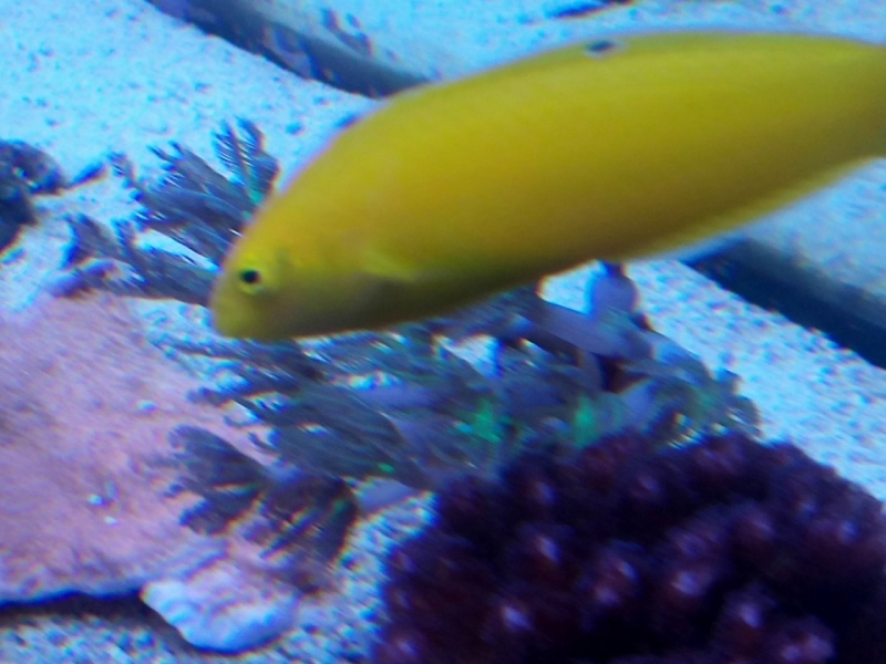 IMG 20150706 214303 (Large)