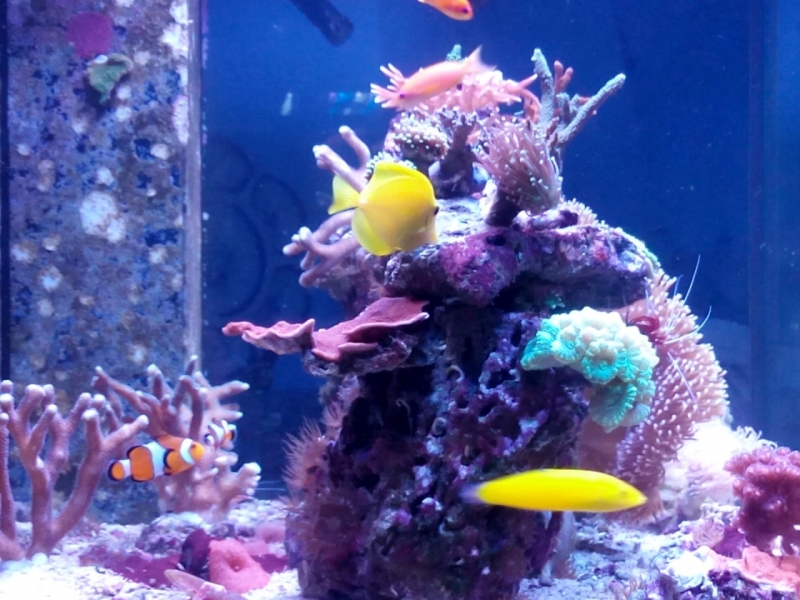 IMG 20150706 214346 (Large)