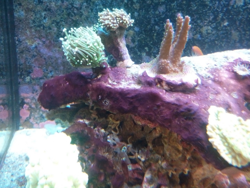 IMG 20150722 174632 (Large)