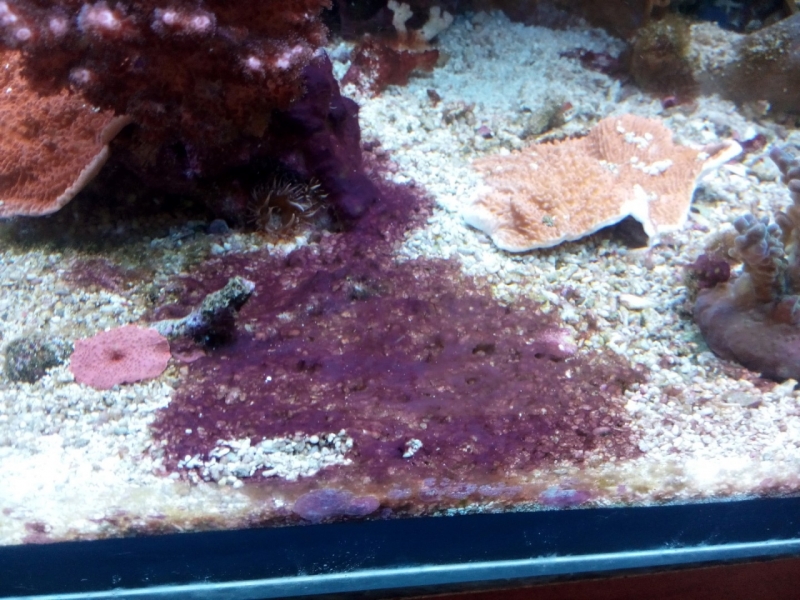 IMG 20150722 174621 (Large)