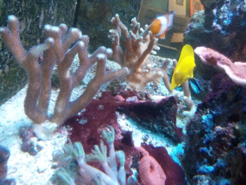 IMG 20150722 174644 (Large)