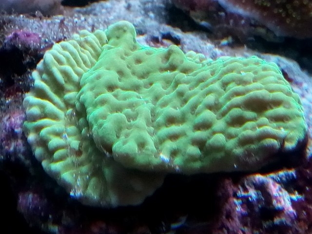 IMG 20150831 201132 (Small)