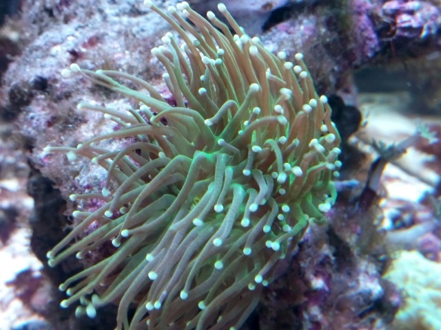 IMG 20150831 201217 (Small)