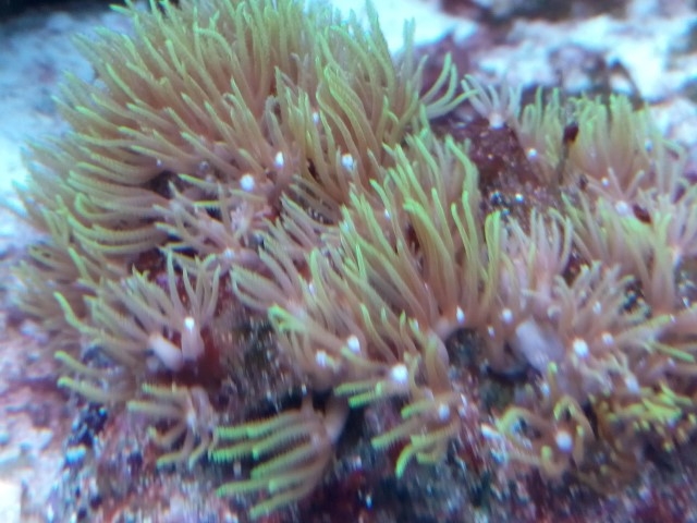 IMG 20150831 201328 (Small)