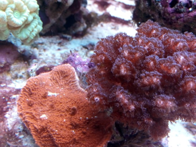 IMG 20150831 201511 (Small)