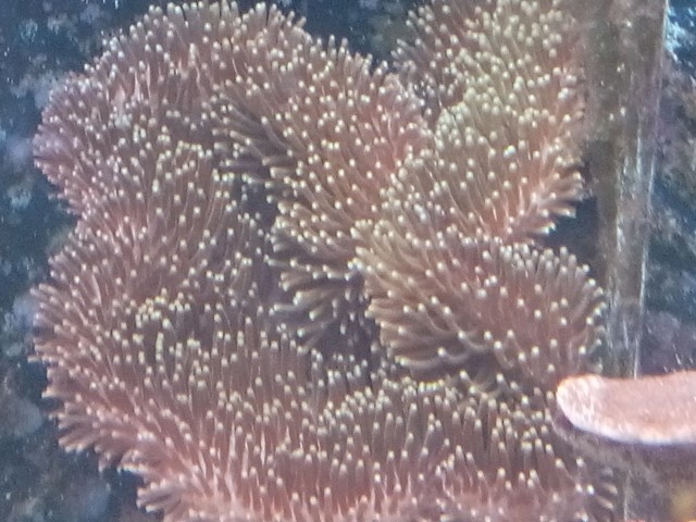 IMG 20150831 201636 (Small) (2)