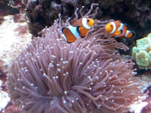 IMG 20150831 201203 (Small)