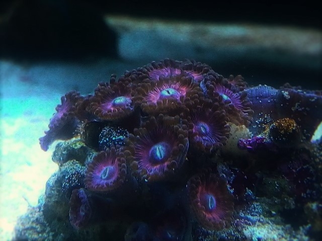 IMG 20160611 220625 (Small) (2)