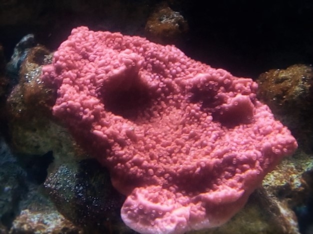 IMG 20160611 220637 (Small) (2)