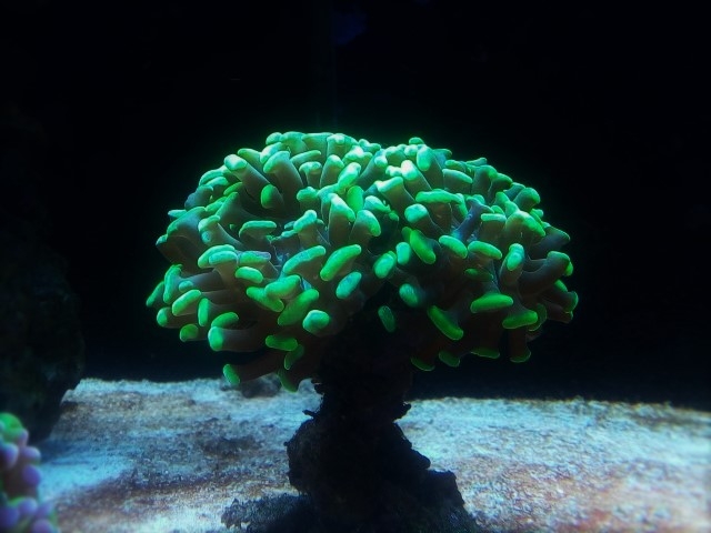 IMG 20160611 220715 (Small) (2)