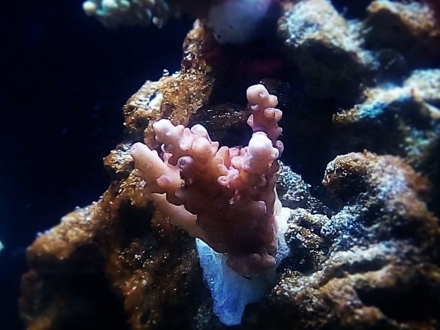 IMG 20160611 220827 (Small) (2)