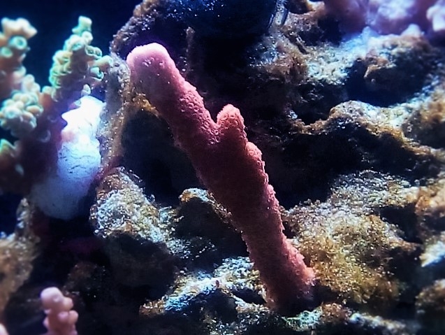 IMG 20160611 220842 (Small) (2)