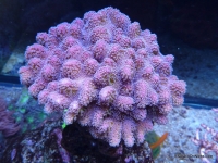 P1010272