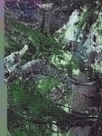 Qdgeedet