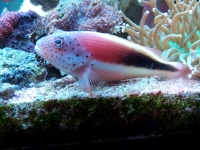 Paracirrhites fosteri 2
