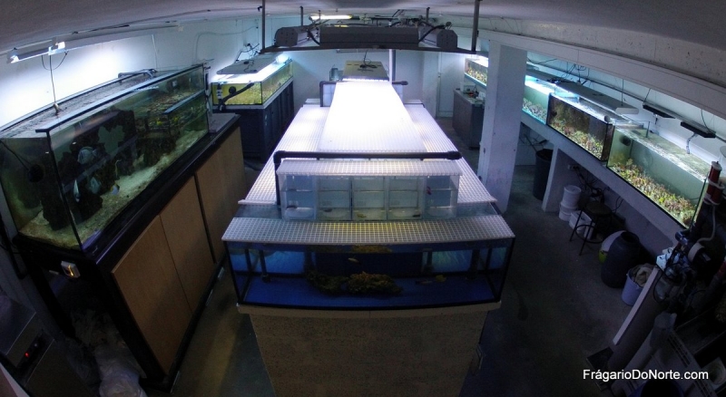 aquarios 2
