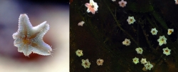 asterinas2
