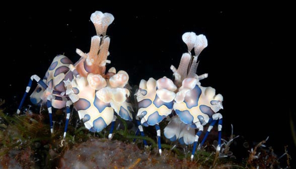 IBA-049 Harlequin shrimp, Hymenocera elegans