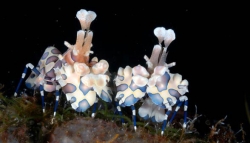 IBA-049 Harlequin shrimp, Hymenocera elegans