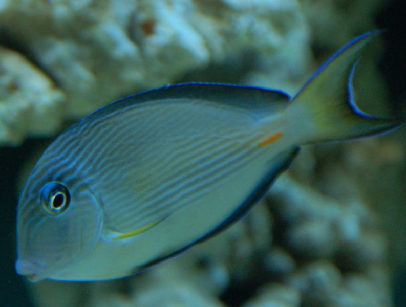 Acanthurus Sohal
