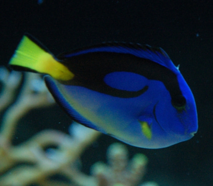 Paracanthurus Hepatus