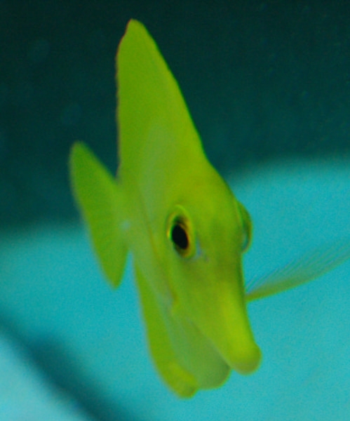 Zebrasoma Flavescens