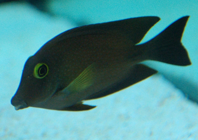 Ctenochaetus stigosus