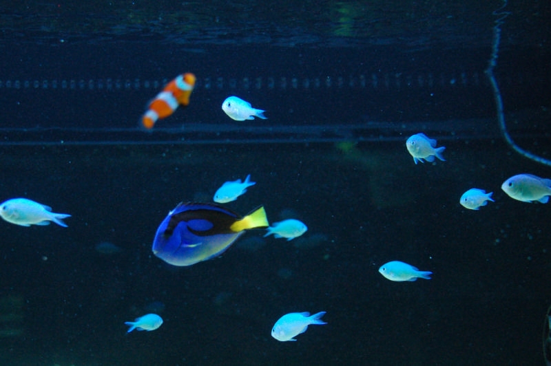 Chromis viridis