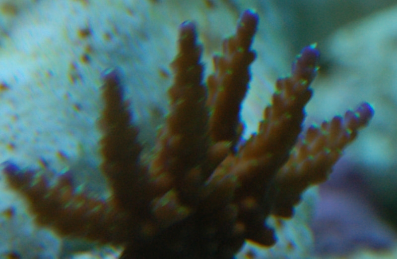 DSC 0196