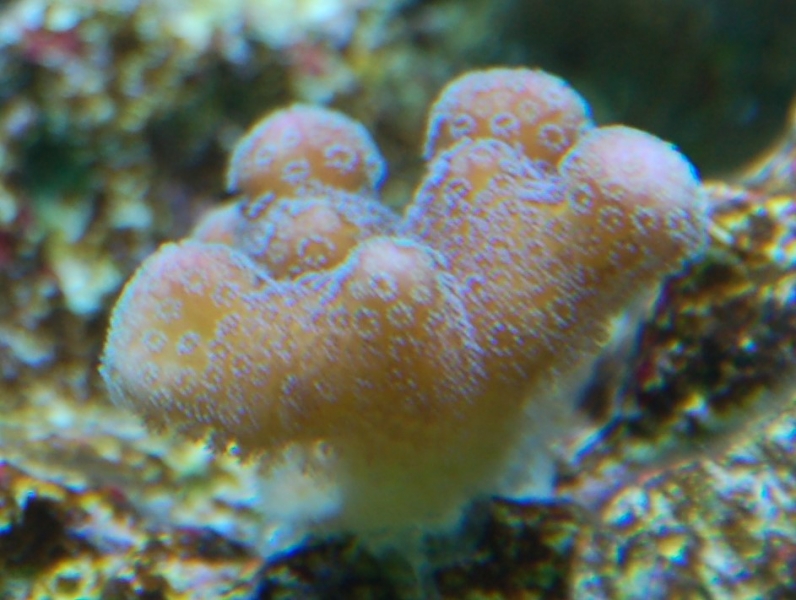 DSC 0184