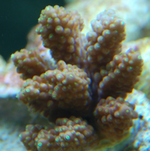 DSC 0200