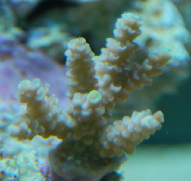 acropora 1 antes 634x600