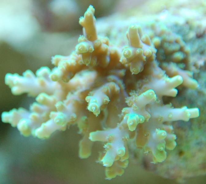 acropora verde antes 672x600