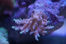 acropora verde depois 800x532