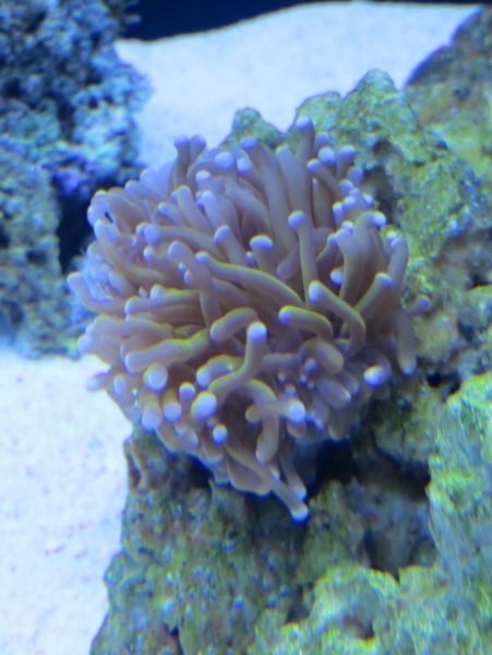 Euphyllia Glabrescens Gold