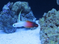 Nemateleotris Magnifica