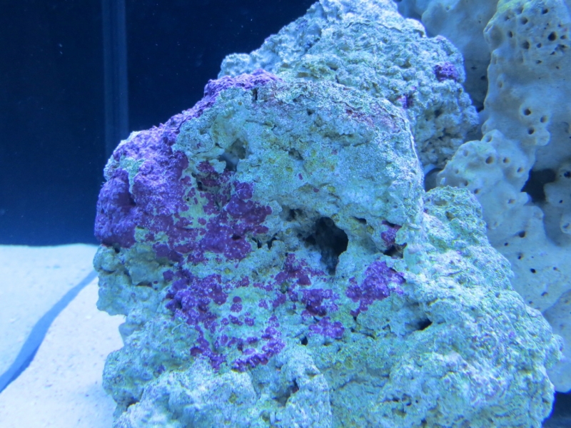 Coralina