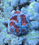Acanthastrea Red