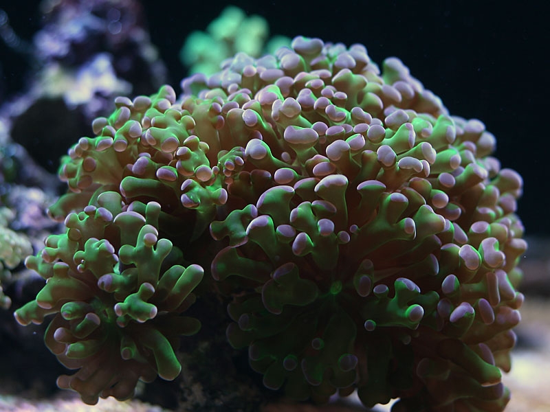 euphyllia 1