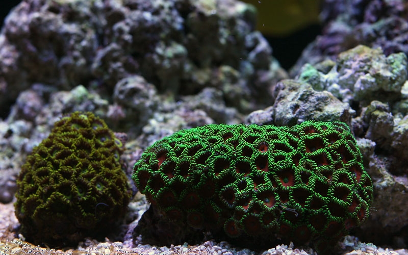 zoa 1