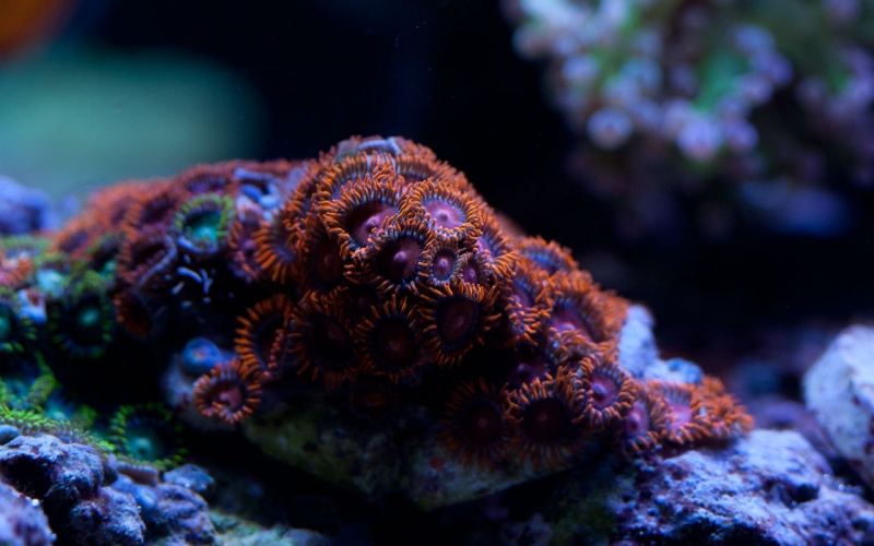 zoa bam bam