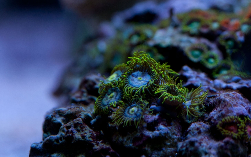 zoa green